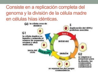 Consiste en a replicación completa del
genoma y la división de la célula madre
en células hijas idénticas.

 