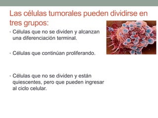 Las células tumorales pueden dividirse en
tres grupos:
• Células que no se dividen y alcanzan

una diferenciación terminal.
• Células que continúan proliferando.

• Células que no se dividen y están

quiescentes, pero que pueden ingresar
al ciclo celular.

 
