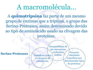 A macromolécula...
   A quimotripsina faz parte de um mesmo
  grupo de enzimas que a tripsina, o grupo das
  Serino-Proteases, assim denominado devido
  ao tipo de aminoácido usado na clivagem das
                   proteínas.

                                  Compartilham de
                                   um mecanismo
                                    enzimático      Possuem
Serino-Proteases   Trabalham juntas similar.       afinidades
                    na clivagem de               especificas por
                     substâncias.              determinados tipos
                                                  de proteínas.
 