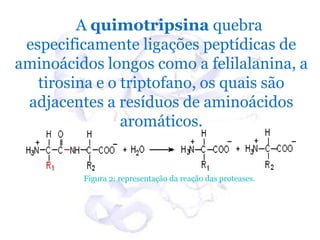 A quimotripsina quebra
 especificamente ligações peptídicas de
aminoácidos longos como a felilalanina, a
   tirosina e o triptofano, os quais são
 adjacentes a resíduos de aminoácidos
                aromáticos.


         Figura 2: representação da reação das proteases.
 
