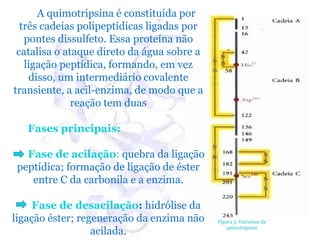 A quimotripsina é constituída por
  três cadeias polipeptídicas ligadas por
   pontes dissulfeto. Essa proteína não
 catalisa o ataque direto da água sobre a
   ligação peptídica, formando, em vez
    disso, um intermediário covalente
transiente, a acil-enzima, de modo que a
              reação tem duas

   Fases principais:

   Fase de acilação: quebra da ligação
 peptídica; formação de ligação de éster
    entre C da carbonila e a enzima.

     Fase de desacilação: hidrólise da
ligação éster; regeneração da enzima não    Figura 3: Estrutura da

                  acilada.                      quimotripsina
 