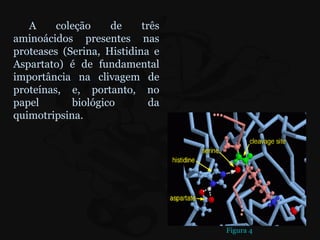 A     coleção    de     três
aminoácidos presentes nas
proteases (Serina, Histidina e
Aspartato) é de fundamental
importância na clivagem de
proteínas, e, portanto, no
papel       biológico        da
quimotripsina.




                                  Figura 4
 