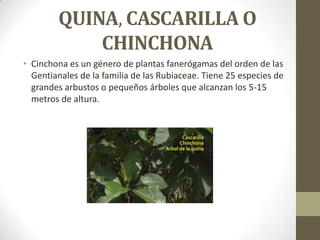 QUINA, CASCARILLA O
CHINCHONA
• Cinchona es un género de plantas fanerógamas del orden de las
Gentianales de la familia de las Rubiaceae. Tiene 25 especies de
grandes arbustos o pequeños árboles que alcanzan los 5-15
metros de altura.

 