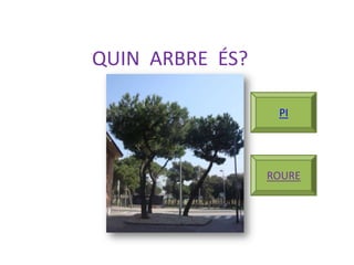 QUIN ARBRE ÉS?

                  PI




                 ROURE
 