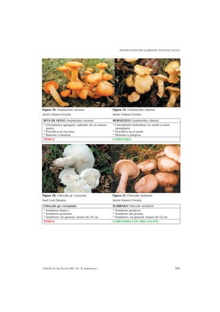 INTOXICACIÓN POR ALIMENTOS, PLANTAS Y SETAS




Figura 18. Omphalotus olearius.                      Figura 19. Cantharellus cibarius.
Javier Gómez Urrutia                                 Javier Gómez Urrutia

SETA DE OLIVO Omphalotus olearius                    REBOZUELO Cantharellus cibarius
* Crecimiento agregado, saliendo de un mismo         * Crecimiento individual, no unido a otros
  punto                                                ejemplares
* Fructifica en tocones                              * Fructifica en el suelo
* Himenio a láminas                                  * Himenio a pliegues
TÓXICA                                               COMESTIBLE




Figura 20. Clitocybe gr. cerussata.                  Figura 21. Clitocybe nebularis.
José Luis Zabalza                                    Javier Gómez Urrutia
Clitocybe gr. cerussata                              ILARRAKA Clitocybe nebularis
* Sombrero blanco                                    * Sombrero grisáceo
* Sombrero pruinoso                                  * Sombrero sin pruina
* Sombrero, en general, menor de 10 cm               * Sombrero, en general, mayor de 15 cm
TÓXICA                                               COMESTIBLE CON PRECAUCIÓN




ANALES Sis San Navarra 2003, Vol. 26, Suplemento 1                                                263
 