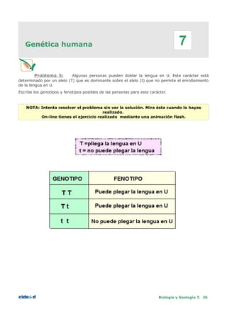 Genética humana
Problema 5: Algunas personas pueden doblar la lengua en U. Este carácter está
determinado por un alelo (T) que es dominante sobre el alelo (t) que no permite el enrollamiento
de la lengua en U.
Escribe los genotipos y fenotipos posibles de las personas para este carácter.
NOTA: Intenta resolver el problema sin ver la solución. Mira ésta cuando lo hayas
realizado.
On-line tienes el ejercicio realizado mediante una animación flash.
Biología y Geología 7. 26
7
 