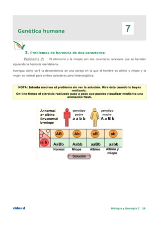 Genética humana
3. Problemas de herencia de dos caracteres:
Problema 7: El albinismo y la miopía son dos caracteres recesivos que se heredan
siguiendo la herencia mendeliana.
Averigua cómo será la descendencia de una pareja en la que el hombre es albino y miope y la
mujer es normal para ambos caracteres pero heterocigótica.
NOTA: Intenta resolver el problema sin ver la solución. Mira ésta cuando lo hayas
realizado.
On-line tienes el ejercicio realizado paso a paso que puedes visualizar mediante una
animación flash.
Biología y Geología 7. 28
7
 