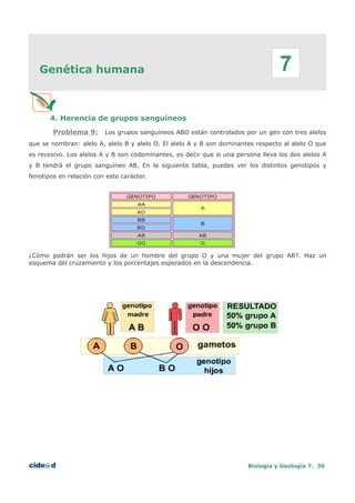 Genética humana
4. Herencia de grupos sanguíneos
Problema 9: Los grupos sanguíneos ABO están controlados por un gen con tres alelos
que se nombran: alelo A, alelo B y alelo O. El alelo A y B son dominantes respecto al alelo O que
es recesivo. Los alelos A y B son codominantes, es decir que si una persona lleva los dos alelos A
y B tendrá el grupo sanguíneo AB. En la siguiente tabla, puedes ver los distintos genotipos y
fenotipos en relación con este carácter.
¿Cómo podrán ser los hijos de un hombre del grupo O y una mujer del grupo AB?. Haz un
esquema del cruzamiento y los porcentajes esperados en la descendencia.
Biología y Geología 7. 30
7
 