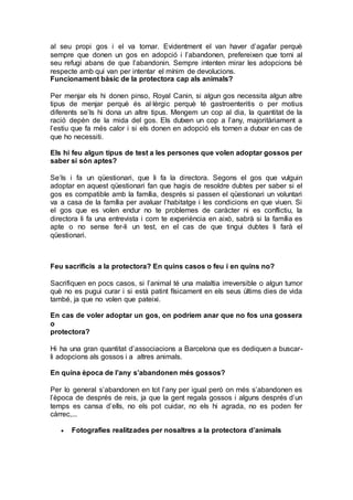 al seu propi gos i el va tornar. Evidentment el van haver d’agafar perquè
sempre que donen un gos en adopció i l’abandonen, prefereixen que torni al
seu refugi abans de que l’abandonin. Sempre intenten mirar les adopcions bé
respecte amb qui van per intentar el mínim de devolucions.
Funcionament bàsic de la protectora cap als animals?
Per menjar els hi donen pinso, Royal Canin, si algun gos necessita algun altre
tipus de menjar perquè és al·lèrgic perquè té gastroenteritis o per motius
diferents se’ls hi dona un altre tipus. Mengem un cop al dia, la quantitat de la
ració depèn de la mida del gos. Els dutxen un cop a l’any, majoritàriament a
l’estiu que fa més calor i si els donen en adopció els tornen a dutxar en cas de
que ho necessiti.
Els hi feu algun tipus de test a les persones que volen adoptar gossos per
saber si són aptes?
Se’ls i fa un qüestionari, que li fa la directora. Segons el gos que vulguin
adoptar en aquest qüestionari fan que hagis de resoldre dubtes per saber si el
gos es compatible amb la família, després si passen el qüestionari un voluntari
va a casa de la família per avaluar l’habitatge i les condicions en que viuen. Si
el gos que es volen endur no te problemes de caràcter ni es conflictiu, la
directora li fa una entrevista i com te experiència en això, sabrà si la família es
apte o no sense fer-li un test, en el cas de que tingui dubtes li farà el
qüestionari.
Feu sacrificis a la protectora? En quins casos o feu i en quins no?
Sacrifiquen en pocs casos, si l’animal té una malaltia irreversible o algun tumor
què no es pugui curar i si està patint físicament en els seus últims dies de vida
també, ja que no volen que pateixi.
En cas de voler adoptar un gos, on podríem anar que no fos una gossera
o
protectora?
Hi ha una gran quantitat d’associacions a Barcelona que es dediquen a buscar-
li adopcions als gossos i a altres animals.
En quina època de l’any s’abandonen més gossos?
Per lo general s’abandonen en tot l’any per igual però on més s’abandonen es
l’època de després de reis, ja que la gent regala gossos i alguns després d’un
temps es cansa d’ells, no els pot cuidar, no els hi agrada, no es poden fer
càrrec,...
 Fotografies realitzades per nosaltres a la protectora d’animals
 