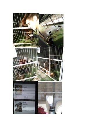 Entrevsta a una protectora de bcn