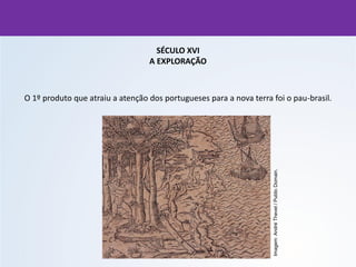 SÉCULO XVI
A EXPLORAÇÃO
O 1º produto que atraiu a atenção dos portugueses para a nova terra foi o pau-brasil.
Imagem:
André
Thevet
/
Public
Domain.
 