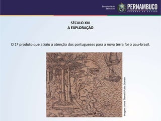 SÉCULO XVI
A EXPLORAÇÃO
O 1º produto que atraiu a atenção dos portugueses para a nova terra foi o pau-brasil.
Imagem:
André
Thevet
/
Public
Domain.
 