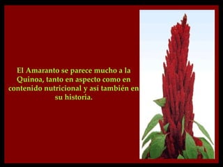 El Amaranto se parece mucho a la
  Quinoa, tanto en aspecto como en
contenido nutricional y así también en
             su historia.
 