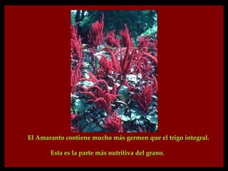 El Amaranto contiene mucho más germen que el trigo integral.

       Esta es la parte más nutritiva del grano.
 