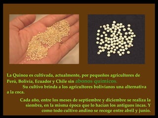 La Quinoa es cultivada, actualmente, por pequeños agricultores de
Perú, Bolivia, Ecuador y Chile sin abonos químicos.
         Su cultivo brinda a los agricultores bolivianos una alternativa
a la coca.
      Cada año, entre los meses de septiembre y diciembre se realiza la
        siembra, en la misma época que lo hacían los antiguos incas. Y
                como todo cultivo andino se recoge entre abril y junio.
 