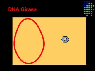 DNA Girasa
 