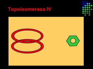 Topoisomerasa IV
 