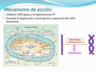 Mecanismo de acción:
 Inhibe el AND girasa y la topoisomerasa IV
 Evitando la duplicaciòn, transcripciòn y reparaciòn del ADN
bacteriano.
 