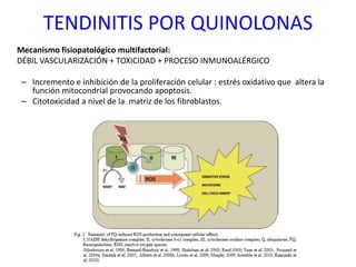 TENDINITIS POR QUINOLONAS
Mecanismo fisiopatológico multifactorial:
DÉBIL VASCULARIZACIÓN + TOXICIDAD + PROCESO INMUNOALÉRGICO
– Incremento e inhibición de la proliferación celular : estrés oxidativo que altera la
función mitocondrial provocando apoptosis.
– Citotoxicidad a nivel de la matriz de los fibroblastos.
 