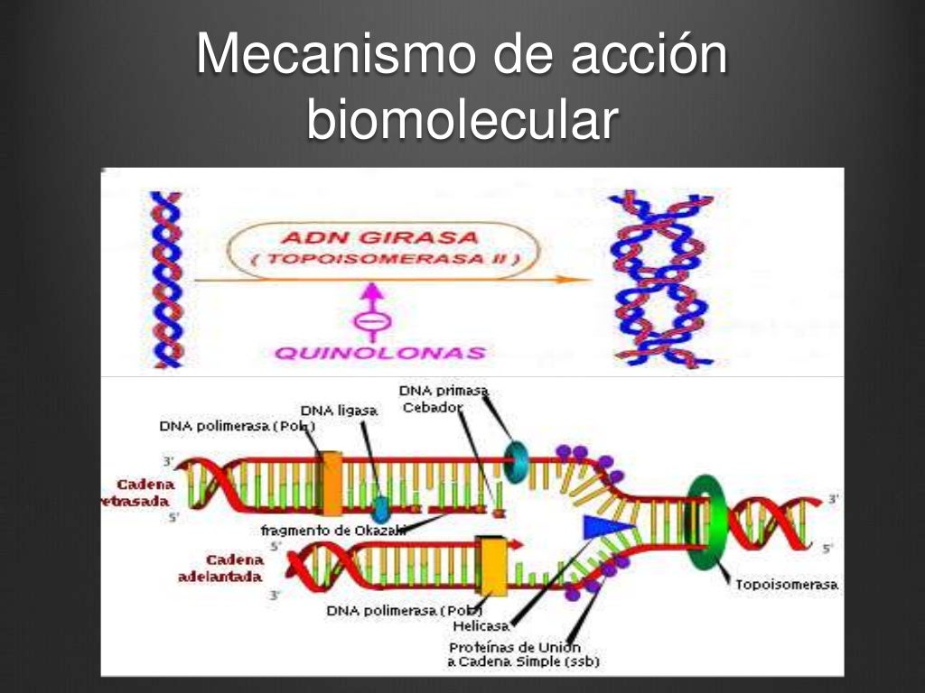 Metabolismo de Quinolonas