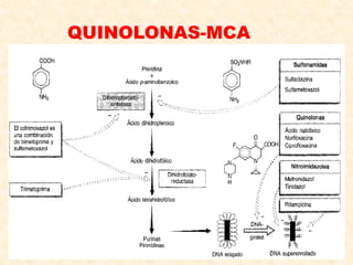 QUINOLONAS-MCA
 