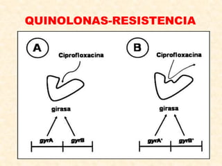 QUINOLONAS-RESISTENCIA
 