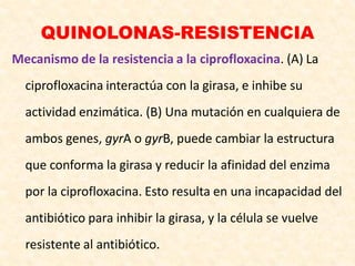 QUINOLONAS-RESISTENCIA
Mecanismo de la resistencia a la ciprofloxacina. (A) La
ciprofloxacina interactúa con la girasa, e inhibe su
actividad enzimática. (B) Una mutación en cualquiera de
ambos genes, gyrA o gyrB, puede cambiar la estructura
que conforma la girasa y reducir la afinidad del enzima
por la ciprofloxacina. Esto resulta en una incapacidad del
antibiótico para inhibir la girasa, y la célula se vuelve
resistente al antibiótico.
 