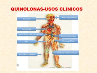 QUINOLONAS-USOS CLINICOS
 
