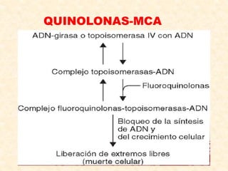 QUINOLONAS-MCA
 