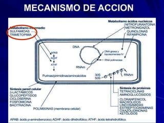 MECANISMO DE ACCION
 