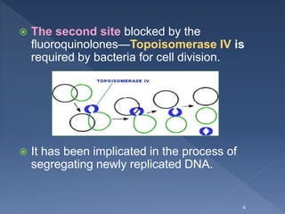  The second site blocked by the
fluoroquinolones—Topoisomerase IV is
required by bacteria for cell division.
 It has been implicated in the process of
segregating newly replicated DNA.
6
 