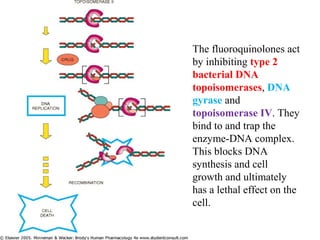 The fluoroquinolones act
by inhibiting type 2
bacterial DNA
topoisomerases, DNA
gyrase and
topoisomerase IV. They
bind to and trap the
enzyme-DNA complex.
This blocks DNA
synthesis and cell
growth and ultimately
has a lethal effect on the
cell.
 