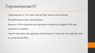 TopoisomeraseIV
• Topoisomerase IV In E. coli, it has two ParC and two ParE subunits
• Encoded by genes parC and parE genes.
• Removal of DNA supercoils and separation of newly built daughter DNA after
replication is complete.
• Topo II work before the replication fork and topo IV works after the replication fork
on newly formed DNA
 