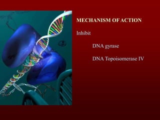 MECHANISM OF ACTION
Inhibit
DNA gyrase
DNA Topoisomerase IV
 