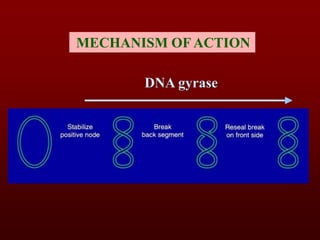 DNA gyrase
MECHANISM OF ACTION
 