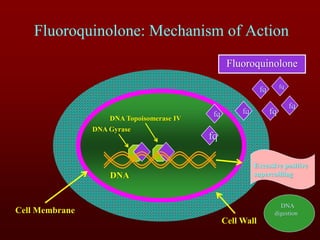 Fluoroquinolone: Mechanism of Action
Cell Wall
Cell Membrane
DNA Gyrase
DNA Topoisomerase IV
fq fq
fq
fq
fq
fq fq
Fluoroquinolone
DNA
Excessive positive
supercoiliing
DNA
digestion
 