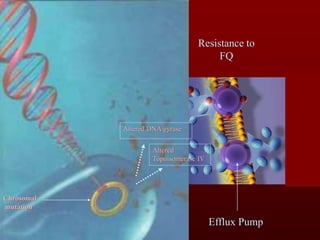 Efflux Pump
Chrosomal
mutation
Resistance to
FQ
Altered DNA gyrase
Altered
Topoisomerase IV
 