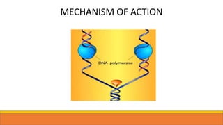 MECHANISM OF ACTION
 