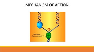 MECHANISM OF ACTION
 