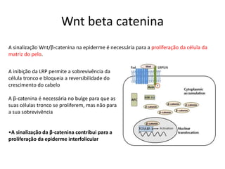 Wnt beta catenina
A inibição da LRP permite a sobrevivência da
célula tronco e bloqueia a reversibilidade do
crescimento do cabelo
A β-catenina é necessária no bulge para que as
suas células tronco se proliferem, mas não para
a sua sobrevivência
•A sinalização da β-catenina contribui para a
proliferação da epiderme interfolicular
A sinalização Wnt/β-catenina na epiderme é necessária para a proliferação da célula da
matriz do pelo.
 