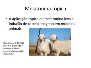 Melatonina tópica
• A aplicação tópica de melatonina leva a
indução de cabelo anágeno em modelos
animais.
O cashmere é definido
pela alta qualidade e
maciez das fibras
encontradas na região
de Kashmir.
 