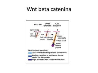Wnt beta catenina
 