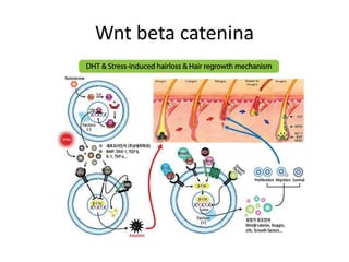 Wnt beta catenina
 