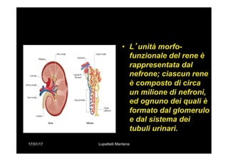 17/01/17 Lupattelli Marilena
•  L’unità morfo-
funzionale del rene è
rappresentata dal
nefrone; ciascun rene
è composto di circa
un milione di nefroni,
ed ognuno dei quali è
formato dal glomerulo
e dal sistema dei
tubuli urinari.
 