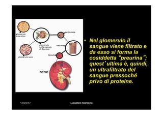 17/01/17 Lupattelli Marilena
•  Nel glomerulo il
sangue viene filtrato e
da esso si forma la
cosiddetta “preurina”;
quest’ultima è, quindi,
un ultrafiltrato del
sangue pressoché
privo di proteine.
 