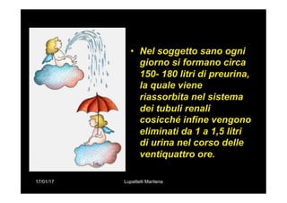 17/01/17 Lupattelli Marilena
•  Nel soggetto sano ogni
giorno si formano circa
150- 180 litri di preurina,
la quale viene
riassorbita nel sistema
dei tubuli renali
cosicché infine vengono
eliminati da 1 a 1,5 litri
di urina nel corso delle
ventiquattro ore.
 
