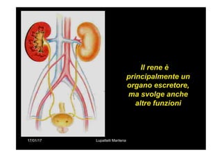 17/01/17 Lupattelli Marilena
Il rene è
principalmente un
organo escretore,
ma svolge anche
altre funzioni
 