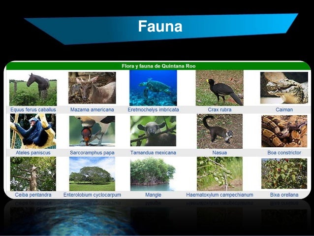 Resultado de imagen para flora y fauna de quinta roo