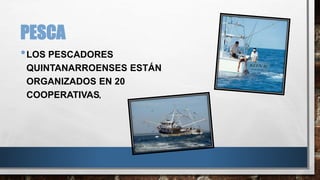 PESCA 
•LOS PESCADORES 
QUINTANARROENSES ESTÁN 
ORGANIZADOS EN 20 
COOPERATIVAS, 
 