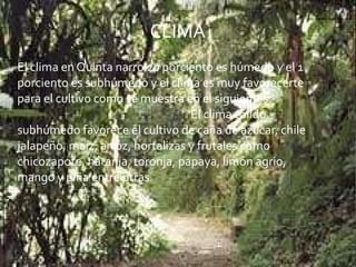 El clima en Quinta narro 20 porciento es húmedo y el 1 porciento es subhúmedo y el clima es muy favorecerte para el cultivo como se muestra en el siguientes.  El clima cálido subhúmedo favorece el cultivo de caña de azúcar, chile jalapeño, maíz, arroz, hortalizas y frutales como chicozapote, naranja, toronja, papaya, limón agrio, mango y piña entre otras.   CLIMA 